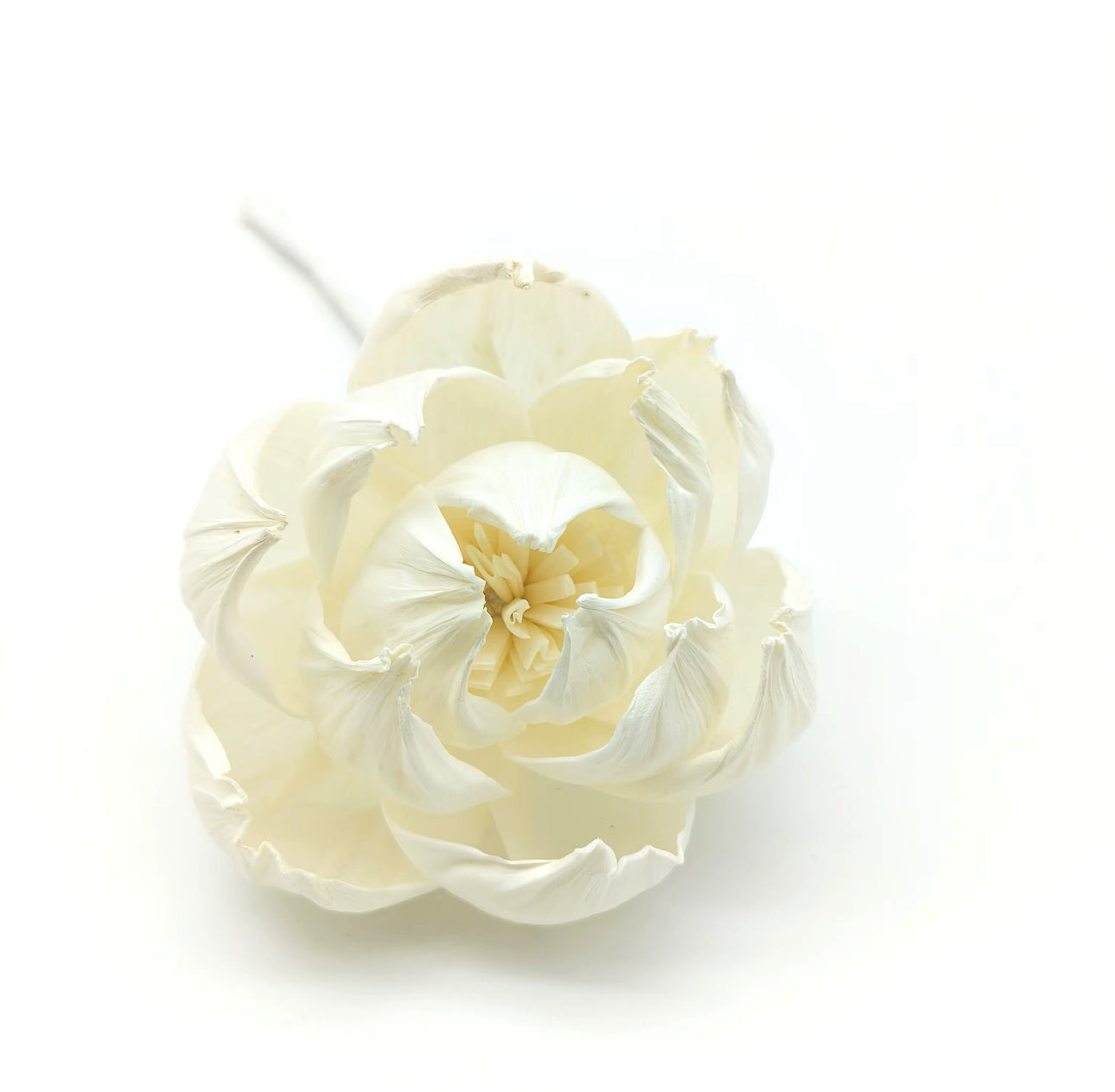 3.15 inch Sola Reed Flowers